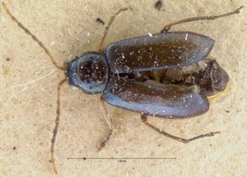 Media type: image;   Entomology 18464 Aspect: habitus dorsal view